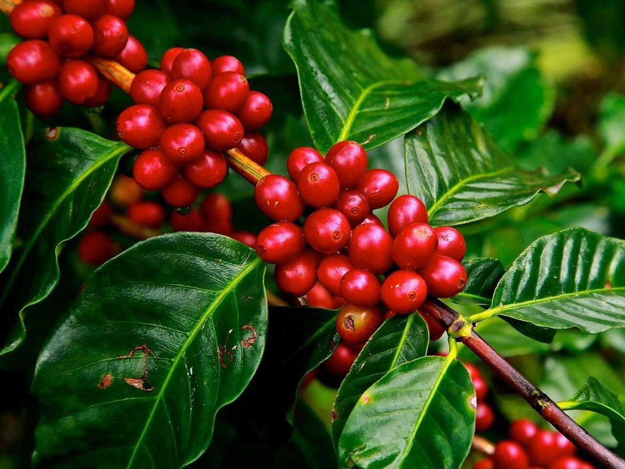 Buah Kopi Arabika Solok